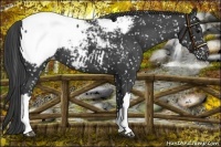 Horse Color:Black Appaloosa 