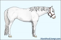 Horse Color:Silver Brown Sabino 