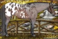 Horse Color:Brown Roan Appaloosa
