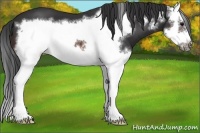 Horse Color:Brown Sabino Splash Frame 