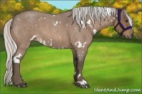 Horse Color:White Spotted Silver Buckskin Roan