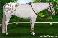 Horse Color:Liver Red Roan Appaloosa 