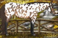 Horse Color:Buckskin Near Leopard 