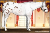 Horse Color:Silver Brown Sabino Appaloosa 
