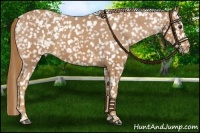Horse Color:Chestnut Appaloosa 