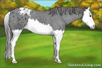 Horse Color:Black Splash Appaloosa