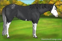 Horse Color:Black Splash Appaloosa 