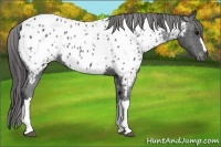 Horse Color:Black Appaloosa