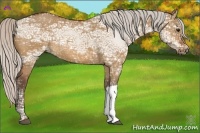 Horse Color:Silver Bay Ice Dun 
