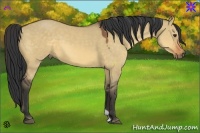 Horse Color:Buckskin Dun 