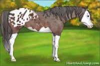 Horse Color:Bay Splash Appaloosa 