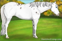 Horse Color:Silver Bay Sabino Splash Appaloosa Rabicano 