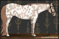 Horse Color:Smoky Black Pearl Appaloosa 