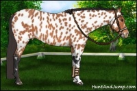 Horse Color:Bay Appaloosa 