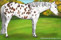 Horse Color:Brown Appaloosa Rabicano 