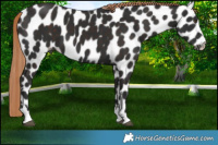 Horse Color:Liver Chestnut Leopard 