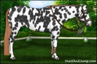 Horse Color:Liver Chestnut Appaloosa