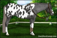 Horse Color:Liver Chestnut Appaloosa
