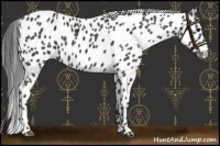 Horse Color:Black Appaloosa