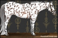 Horse Color:Brown Appaloosa 