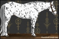Horse Color:White Spotted Black Leopard 