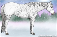 Horse Color:White Spotted Black Appaloosa