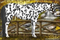 Horse Color:Black Appaloosa 