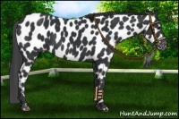 Horse Color:Black Near Leopard 