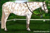 Horse Color:Chestnut Pearl Near Leopard 