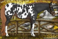 Horse Color:Liver Chestnut Appaloosa 