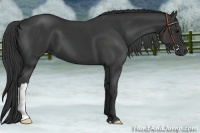 Horse Color:Black 