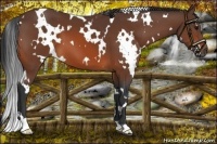 Horse Color:White Spotted Bay 
