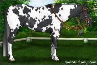 Horse Color:White Spotted Black