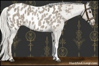 Horse Color:Silver Smoky Blue Roan Near Leopard Rabicano 
