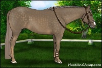 Horse Color:Chocolate Palomino 