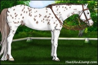 Horse Color:Red Roan Splash Near Leopard 