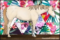 Horse Color:Buckskin Pearl 