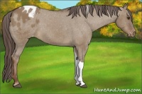 Horse Color:Liver Red Dun Tobiano Appaloosa Rabicano 