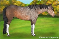 Horse Color:Buckskin 