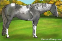Horse Color:Liver Chestnut Ice Sabino Tobiano Rabicano