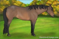Horse Color:Buckskin Roan 