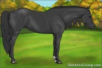 Horse Color:Smoky Black