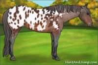 Horse Color:Bay Near Leopard 