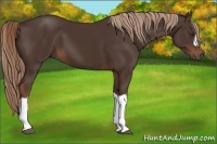 Horse Color:Liver Chestnut 