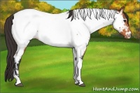 Horse Color:Bay Tobiano Appaloosa 