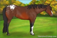 Horse Color:Bay Appaloosa 