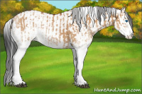 Horse Color:White Spotted Bay Dun Splash Tobiano  and Gray White Spotted Bay Dun Splash Tobiano 