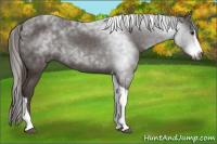 Horse Color:Gray Chestnut Splash Tobiano 