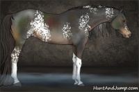 Horse Color:White Spotted Liver Chestnut Tobiano