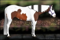 Horse Color:Bay Splash Tobiano